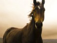 /album/galerie-photos/cheval-brun-jpg/